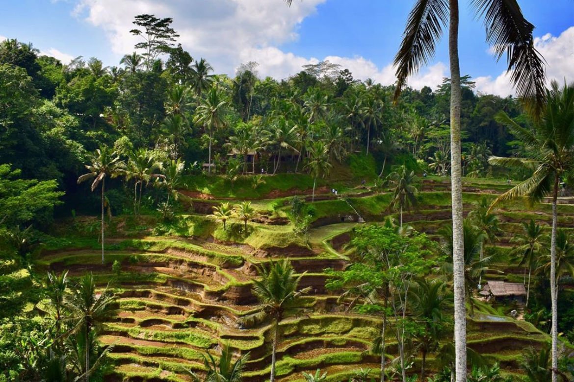 Tegalalang Rice Terraces - Best Tourist Attractions in Bali