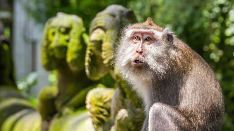 Ubud Monkey Forest - Best Tourist Attractions in Bali